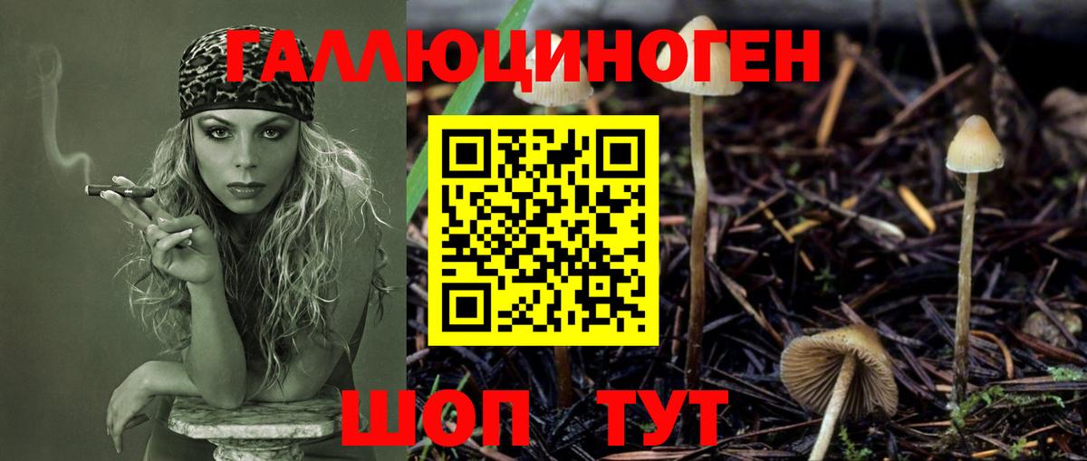 Псилоцибиновые грибы Psilocybe Екатеринбург